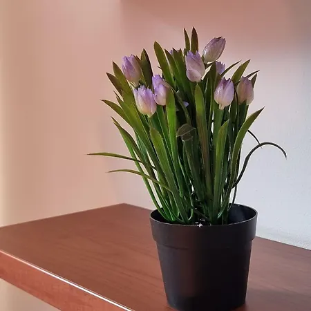 1br Bright 300mbps Wifi Duplex - Two Floors Banszko