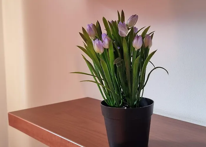 1br Bright 300mbps Wifi Duplex - Two Floors Banszko