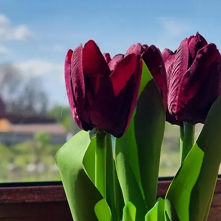 公寓 1br Bright 300mbps Wifi Duplex - Two Floors